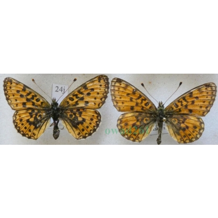 Boloria selene (Denis & Schiffermüller, 1775) pair Dostojka selene Czech24j